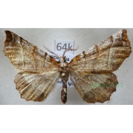 Selenia dentaria (Fabricius, 1775) male Skrzytek bezksiężyczak Czech64k